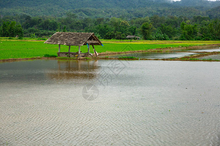 水稻植物的绿色领域用水图片