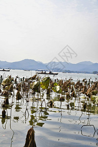 杭州湖上漂浮着许多干花和渔船和游图片