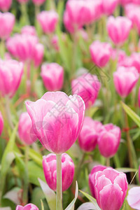 粉红色郁金香花园郁金花背景图片