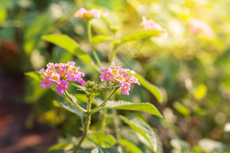 花朵美丽阳光明媚背景模糊图片