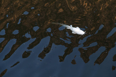 废湖黑水污染中漂浮的死鱼图片