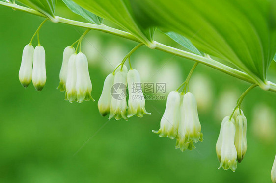 绿色植物背景欧亚所罗门的海豹植物多角形多叶图片