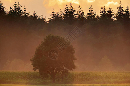 雾夜松林边缘的孤树图片