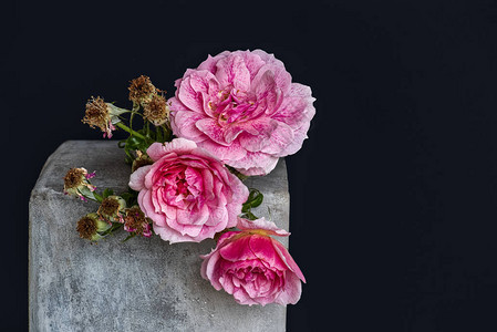 一群枯的粉红白玫瑰花在灰色混凝土立方体图片