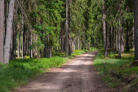 松树林中的砾石和沙路树林中路径的递减视角步行或驾车穿过福雷斯特路上的树木图片