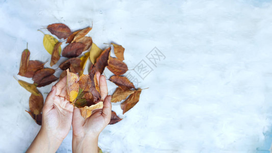 秋分女人抱着秋叶在明亮的背景下秋天的概念手与秋叶复制文本背景