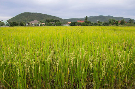 农村稻米田图片