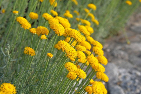 在草原上有许多黄香花用于草本植物的草药海产甘蓝花以绿色自然为图片