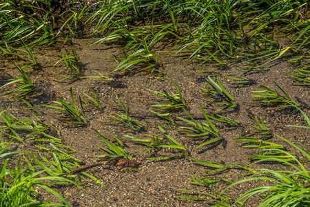 绿色植物与水晶清澈的河流底部的图片