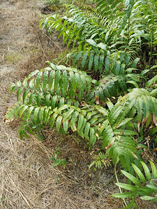 野生nephrolepisbiserrata肖特蕨叶图片