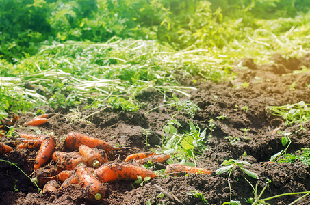 在球场上收获胡萝卜种植有机蔬菜新鲜收获的胡萝卜夏收农业农业农产品加工业农场乌克兰图片
