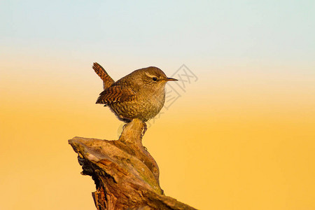 可爱的小鸟黄色的自然背景鸟类欧亚特图片
