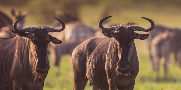 常见的蓝色角马或斑纹牛Connochaetestaurinus群在日落时在南非克鲁格公园丛林大草原的Mooiplaas河床放牧图片