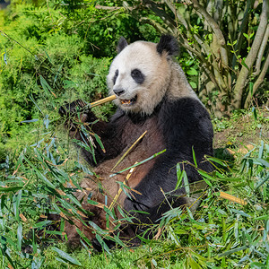 大熊猫熊猫坐在草地上吃竹子图片