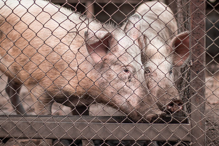 肉类工业粉红猪在农场等着喂食图片