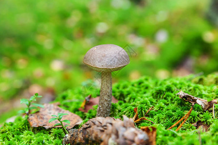 鱼籽福带苔藓秋季森林背景中带棕色帽PennyBunleccinum的可食用小蘑菇真菌在自然环境中大蘑菇宏关闭鼓舞人心的自然夏背景