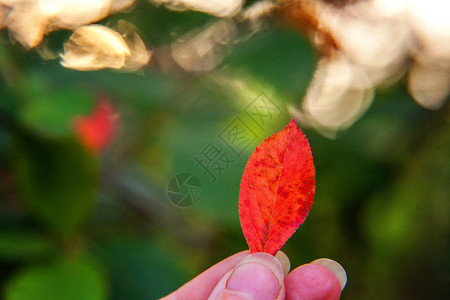 女人手拿着红橙叶的特写自然秋景鼓舞人心的自然10月或9月壁纸图片