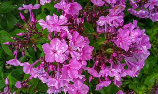 雨后的福禄考花与水滴特写图片