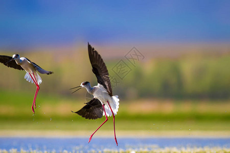 可爱的水鸟黑翅高跷多彩的自然栖息地背景黑翅高跷Himantopushima图片
