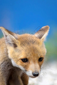 可爱的小狐狸自然背景图片