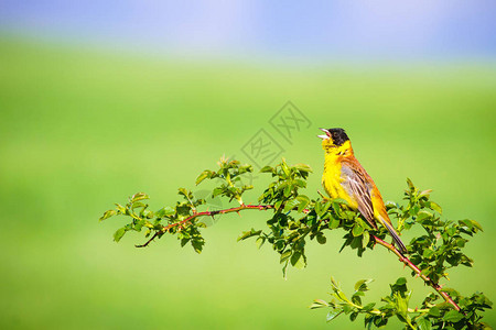 唱着可爱的鸟儿绿色自然背景绿色树枝上的鸟图片