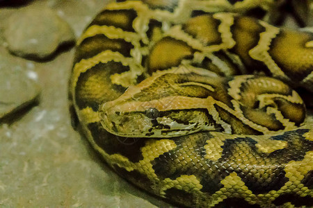 bivittatus是一条大型的有毒蛇图片