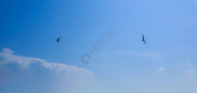 单海鸥在蓝天空背景下图片