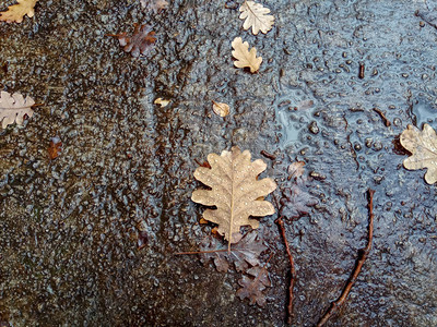 秋雨中落下的橡树叶上的水滴图片