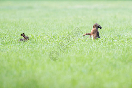 两只野兔在草场上一只图片