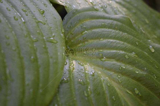 美丽的热带玉簪叶与水滴用于美化公园和花园设计的观赏玉簪植物大片郁葱的绿叶图片