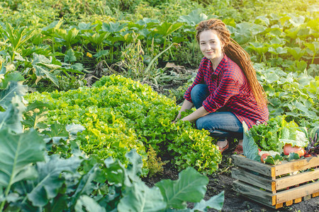 年轻农妇艺家在花园里收集新鲜蔬菜和绿色生菜在家庭农场种植有机原图片