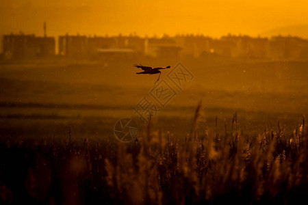 城市和野生物日落背景鸟类西沼泽哈图片