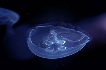 海月水母漂浮在深蓝色的海水中图片