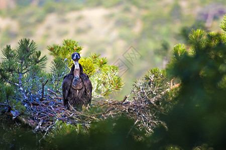 秃鹫巢松树绿林背景土耳其图片