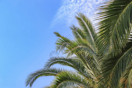 棕榈树自然背景蓝色的天空图片
