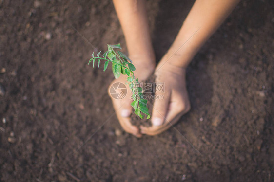 儿童手持植物和土壤并带有bokeh和自然背景图片