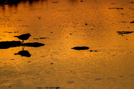 日落自然和鸟类休眠温图片