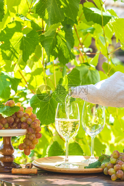 将酒倒入玻璃杯中葡萄园里的绿葡萄和白葡萄酒有葡萄园背景夏日心情概念有选择的焦图片