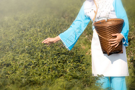 云南野生菌云南女人在绿茶田工作在传统的蓝色背景