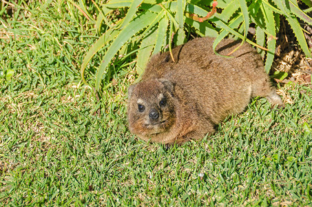 Capehyraxprocaviacapensis或dassie图片