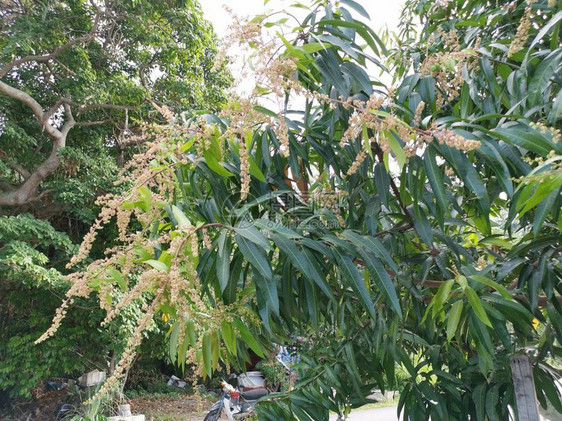 amrapali芒果树的年轻花果图片