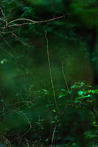 森林中绿叶之间的光秃的树枝图片