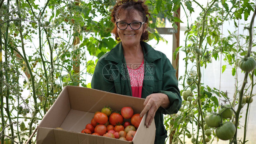 有机农场食品收获一位女农民在温室里收割农夫拿着一盒有图片