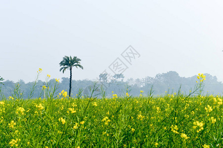 印度东北部孟加拉农村风景秀丽的农业景观中的绿色黄油菜田和树木图片