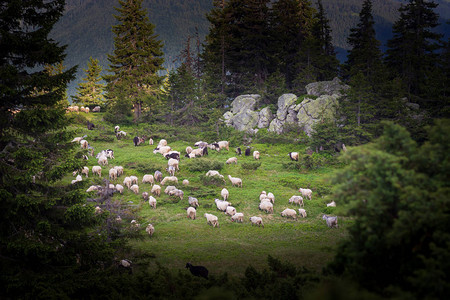 日落时的山脉山上的一群羊美丽的山景山区牧羊人之家乌克兰图片
