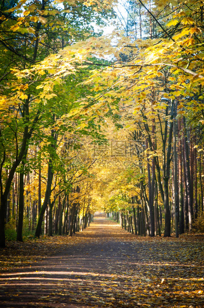 金秋在森林中公园里宽阔的公路延伸至黄图片
