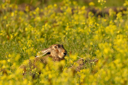 野兔的头在夏天升起的阳光下图片