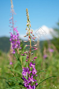 粉红青菜花Ivan茶叶图片