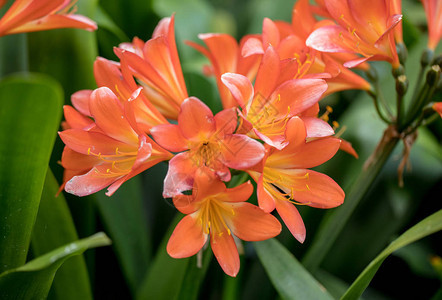 花园里的一簇橙色君子兰花背景图片