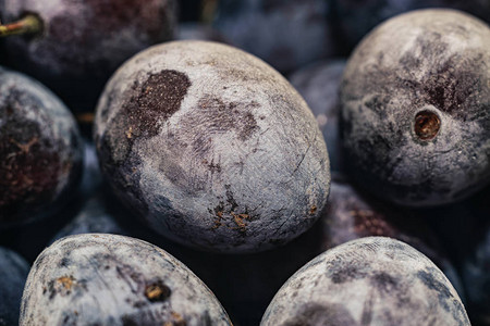 关闭新冷冻的蓝色李子背景图片素材